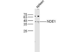 Mouse spleen lysates probed with NDE1 Polyclonal Antibody, unconjugated  at 1:300 overnight at 4°C followed by a conjugated secondary antibody at 1:10000 for 60 minutes at 37°C. (NDE1 抗体)