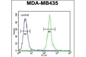 MRM1 Antibody (N-term) (ABIN654341 and ABIN2844111) flow cytometric analysis of MDA-M cells (right histogram) compared to a negative control cell (left histogram). (MRM1 抗体  (N-Term))