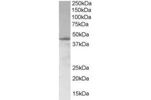Image no. 1 for anti-SAM Domain, SH3 Domain and Nuclear Localization Signals, 1 (SAMSN1) (N-Term) antibody (ABIN185276)