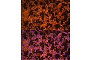 Immunofluorescence analysis of mouse placenta using L antibody  at dilution of 1:100. (LAIR2 抗体  (AA 22-120))
