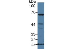 Western blot analysis of Mouse Spleen lysate, using Mouse NCF2 Antibody (2 µg/ml) and HRP-conjugated Goat Anti-Rabbit antibody ( (NCF2 抗体  (AA 354-525))