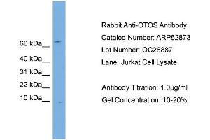 WB Suggested Anti-OTOS  Antibody Titration: 0. (Otospiralin 抗体  (N-Term))