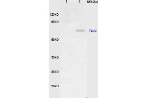L1 mouse stomach lysates L2 mouse liver lysates probed with Anti HDC Polyclonal Antibody, Unconjugated (ABIN736986) at 1:200 in 4 °C. (HDC 抗体  (AA 351-450))