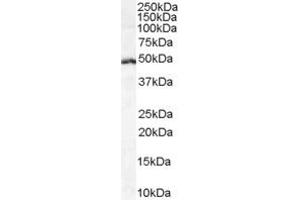 ABIN185607 (1µg/ml) staining of Daudi cell lysate (35µg protein in RIPA buffer). (LEF1 抗体  (Internal Region))