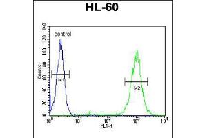 Flow cytometric analysis of HL-60 cells (right histogram) compared to a negative control cell (left histogram). (BLM 抗体  (C-Term))