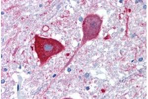 Anti-MRGPRD antibody  ABIN1049068 IHC staining of human brain, medulla. (MRGPRD 抗体  (Extracellular Domain))