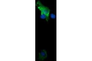 Image no. 1 for anti-Tripartite Motif Containing 38 (TRIM38) (AA 1-265) antibody (ABIN1490679) (TRIM38 抗体  (AA 1-265))