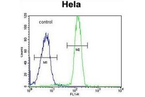 Flow cytometric analysis of Hela cells using SP5 Antibody (C-term) Cat. (SP5 抗体  (C-Term))