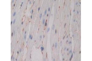 Used in DAB staining on fromalin fixed paraffin- embedded Kidney tissue (CD80 抗体  (AA 38-246))
