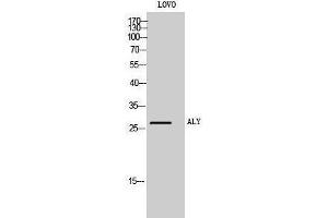 Western Blotting (WB) image for anti-THO Complex 4 (THOC4) (Internal Region) antibody (ABIN3183263) (THO Complex 4 抗体  (Internal Region))