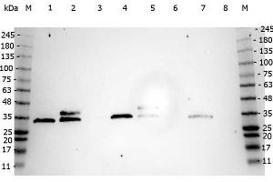 Western Blot of Mouse anti-CDC2 (p34) antibody. (Cdc2, p34 抗体)