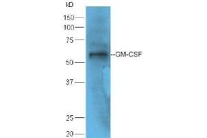 Mouse spleen lysate probed with Rabbit Anti-GM-CSF Polyclonal Antibody  at 1:5000 90min in 37˚C (GM-CSF 抗体  (AA 65-144))