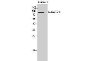Western Blotting (WB) image for anti-Cadherin 8 (CDH8) (Internal Region) antibody (ABIN3183621) (Cadherin 8 抗体  (Internal Region))