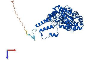 AlphaFold protein structure predicition of Human Recombinant GADL1 Protein, UniprotID Q6ZQY3