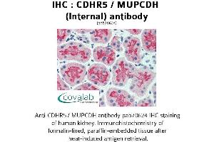 Image no. 2 for anti-Mucin and Cadherin-Like (CDHR5) (Internal Region) antibody (ABIN1732924) (CDHR5 抗体  (Internal Region))