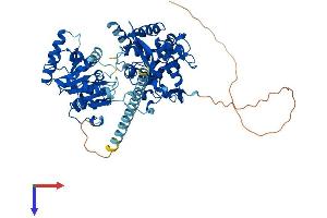 RecQ Protein-Like (DNA Helicase Q1-Like) (RECQL) (AA 1-649) protein (His tag)