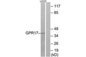 Western blot analysis of extracts from LOVO cells, using GPR17 Antibody. (GPR17 抗体  (AA 221-270))