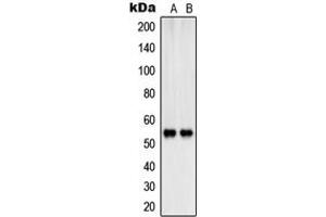 Western blot analysis of SHB (pY246) expression in K562 (A), HepG2 (B) whole cell lysates.