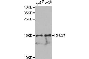 Western Blotting (WB) image for anti-Ribosomal Protein L23 (RPL23) (AA 1-140) antibody (ABIN1682575) (RPL23 抗体  (AA 1-140))