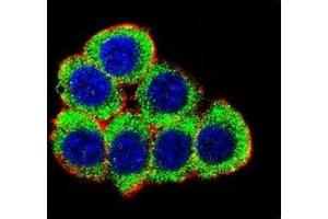 Confocal immunofluorescent analysis of XRCC6 antibody with 293 cells followed by Alexa Fluor 488-conjugated goat anti-rabbit lgG (green).