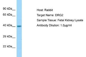 Host: Rabbit Target Name: DRG2 Sample Type: Fetal Kidney lysates Antibody Dilution: 1. (DRG2 抗体  (N-Term))