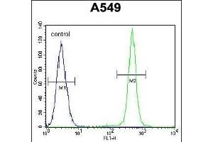 IGF1 Antibody (C-term) (ABIN658020 and ABIN2837861) flow cytometric analysis of A549 cells (right histogram) compared to a negative control cell (left histogram).