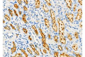 ABIN6263739 and ABIN6277291 at 1/100 staining Rat kidney tissue by IHC-P. (NRP2 抗体  (N-Term))