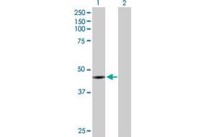 Western Blot analysis of CCNE2 expression in transfected 293T cell line by CCNE2 MaxPab polyclonal antibody. (Cyclin E2 抗体  (AA 1-404))