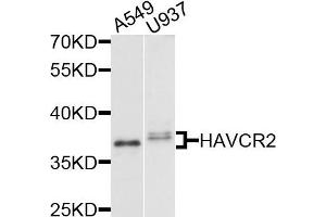 Western blot analysis of extracts of various cells, using HAVCR2 antibody. (TIM3 抗体)