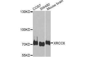 Western blot analysis of extracts of various cell lines, using XRCC6 antibody. (XRCC6 抗体)