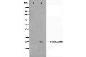 Western blot analysis on HepG2 cell lysate using Mammaglobin Antibody. (Mammaglobin A 抗体  (Internal Region))