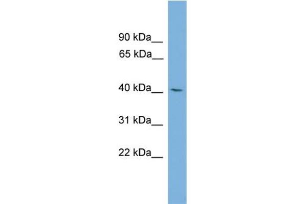 TFDP3 抗体  (Middle Region)