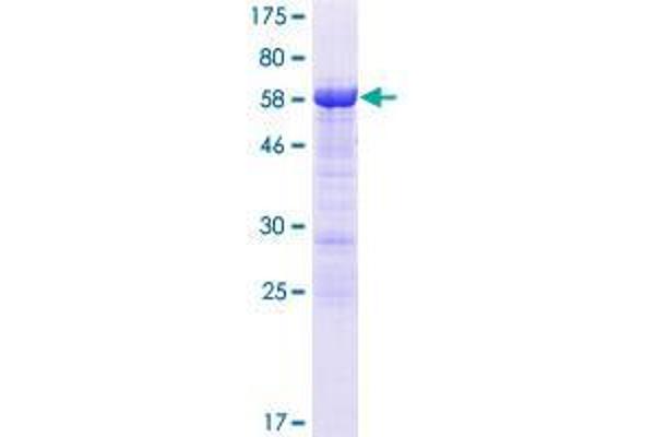 FAM122A Protein (AA 1-287) (GST tag)