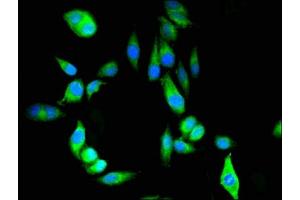 Immunofluorescence (IF) image for anti-Peroxiredoxin 6 (PRDX6) (AA 87-224) antibody (ABIN7162945)