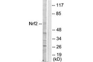 Western blot analysis of extracts from HuvEc cells, using Nrf2 Antibody. (NRF2 抗体  (AA 556-605))