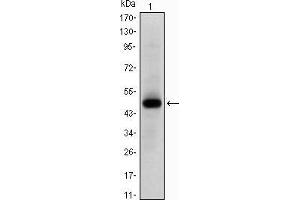 Western blot analysis using MYC mAb against human MYC (AA:214-387) recombinant protein. (c-MYC 抗体)
