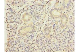 Immunohistochemistry of paraffin-embedded human pancreatic tissue using ABIN7150520 at dilution of 1:100 (DNAJB4 抗体  (AA 1-337))