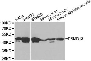 Western blot analysis of extracts of various cell lines, using PSMD13 Antibody.