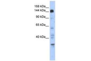 Image no. 1 for anti-Period Circadian Protein 2 (PER2) (C-Term) antibody (ABIN6742875) (PER2 抗体  (C-Term))