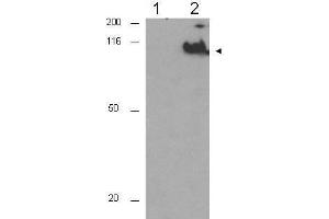 Western blot using  Affinity Purified anti-CDC27 pT244 antibody shows detection of a band ~92 kDa corresponding to phosphorylated human CDC27 (arrowhead).
