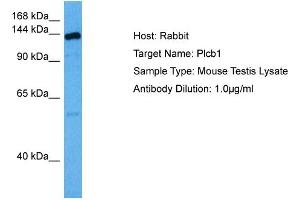 Host: Rabbit Target Name: PLCB1 Sample Tissue: Mouse Testis Antibody Dilution: 1ug/ml