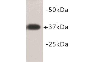 Western Blotting (WB) image for anti-Developmental Pluripotency Associated 2 (DPPA2) (N-Term) antibody (ABIN1854882) (DPPA2 抗体  (N-Term))