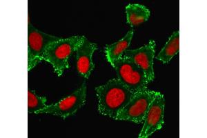 Confocal immunofluorescence image HeLa cells using CD44 Mouse Monoclonal Antibody (DF1485) labeled Green (CF488) and Reddot is used to label the nuclei Red. (CD44 抗体)