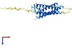 MAL2 Protein (AA 1-175) (His tag)