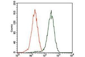 Flow cytometric analysis of HEK293 cells using GATA6 mouse mAb (green) and negative control (red). (GATA6 抗体  (AA 491-557))