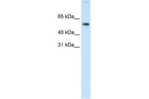 Western Blotting (WB) image for anti-V-Akt Murine Thymoma Viral Oncogene Homolog 1 (AKT1) antibody (ABIN2463692) (AKT1 抗体)