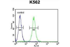 AASS Antibody (C-term) flow cytometric analysis of K562 cells (right histogram) compared to a negative control cell (left histogram). (AASS 抗体  (C-Term))