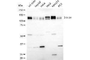 anti-Discs, Large Homolog 1 (DLG1) antibody