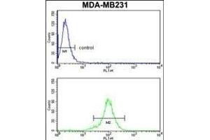 RPGRIP1 Antibody (Center) (ABIN652816 and ABIN2842532) flow cytometry analysis of MDA-M cells (bottom histogram) compared to a negative control cell (top histogram). (RPGRIP1 抗体  (AA 530-557))
