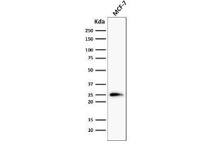 Western Blot Analysis of MCF-7 cells using Bcl-2 Mouse Monoclonal Antibody (124). (Bcl-2 抗体  (AA 41-54))